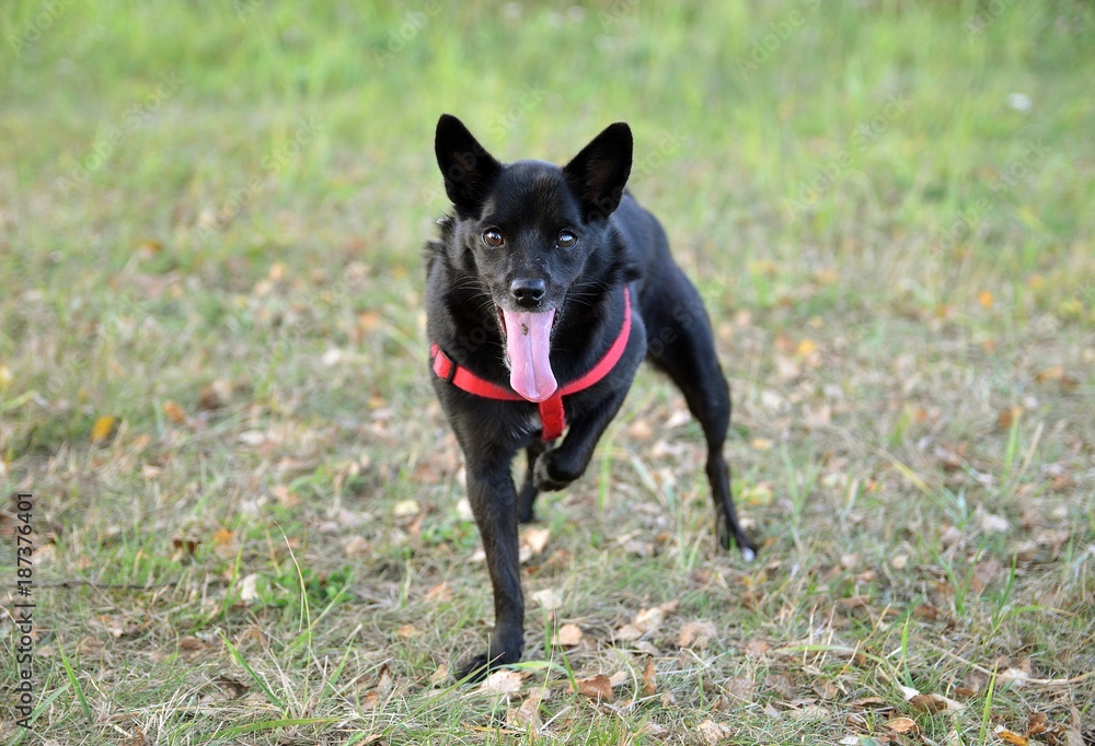 The happy dog The happy dog