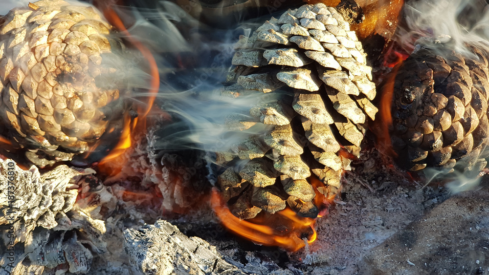 Burning pine cones on the beach Stock Photo | Adobe Stock