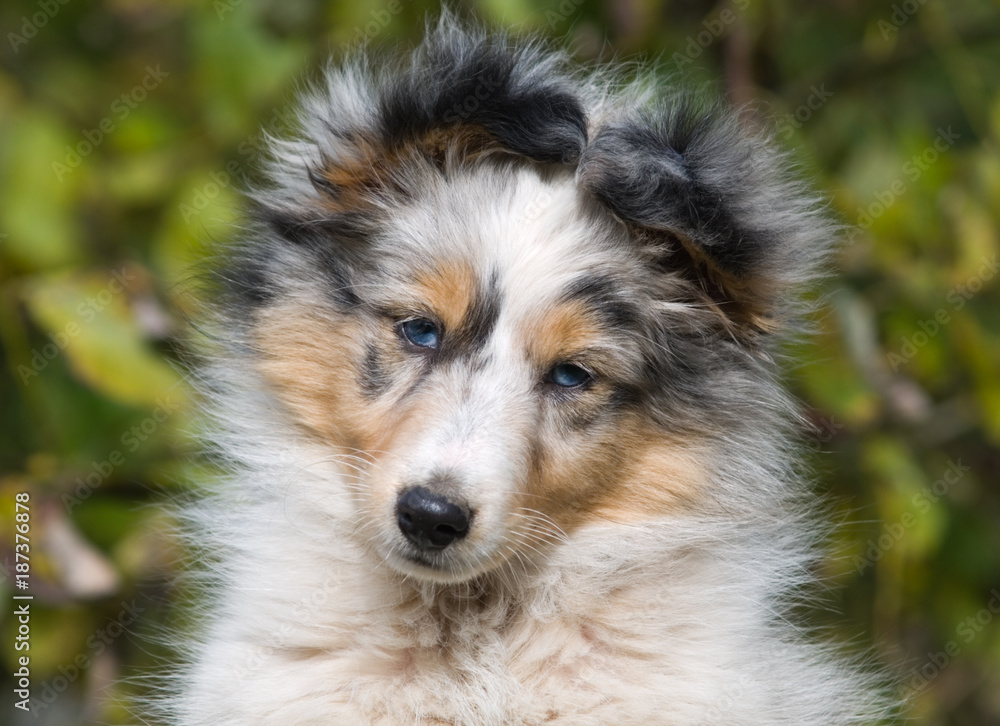 Sheltie merle puppy close up attractive portrait. Blue wonderful eyes.  Stock Photo | Adobe Stock