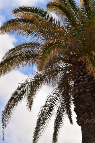 Palm tree - low angle view