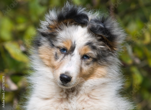 Sheltie merle puppy close up attractive portrait. Blue wonderful eyes.