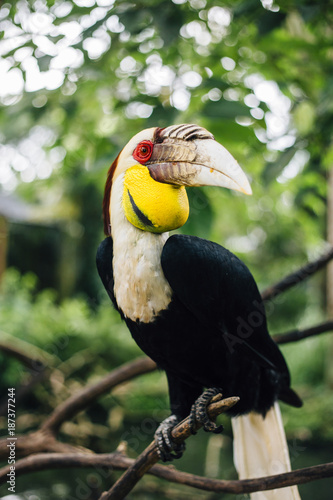 Wreathed Hornbill photo