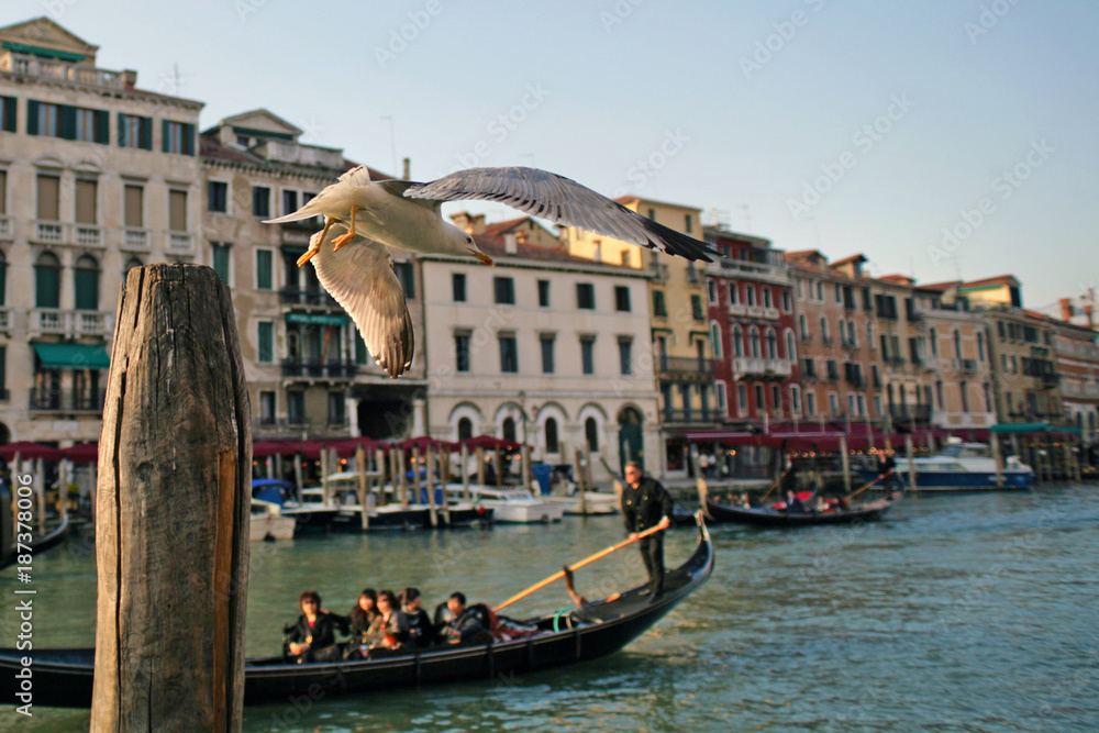 Obraz premium Gull Flying over the Canal in Venice