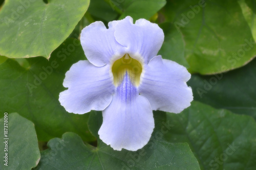 Bengal trumpet  Thunbergia grandiflora  from Central of Thailand