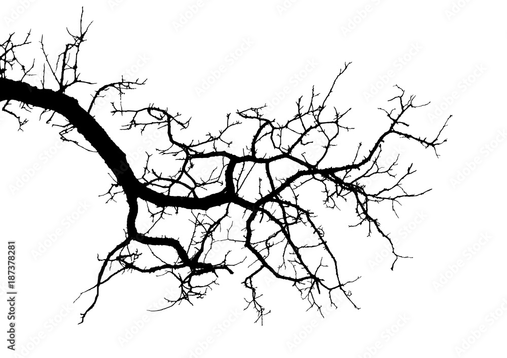 Realistic tree branches silhouette (Vector illustration)ai10
