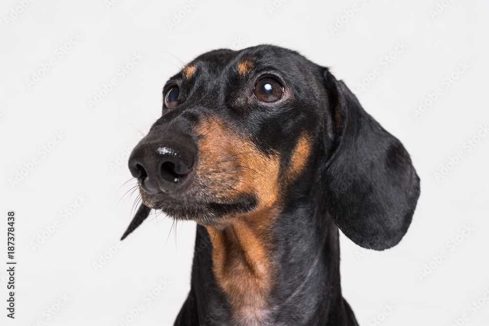  Portrait cute close-up of Dachshund, black and  tan, isolated on gray background.