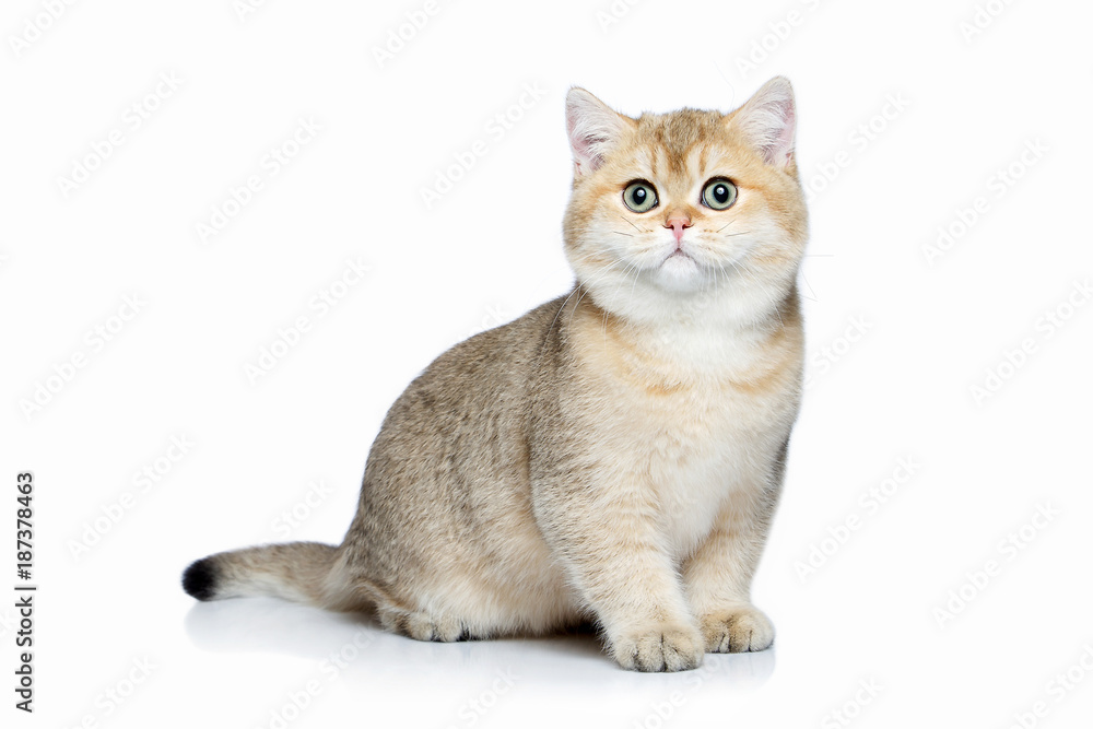 Cat. Small golden british kitten on white background Cat. Small golden british kitten on white background