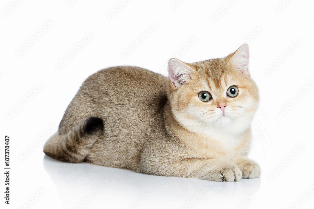 Cat. Small golden british kitten on white background