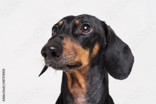  Portrait cute close-up of Dachshund, black and  tan, isolated on gray background. © Masarik