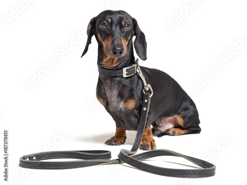 Dog dachshund, black and tan, sitting in a collar on a leash waiting for a walk, isolated on a white background