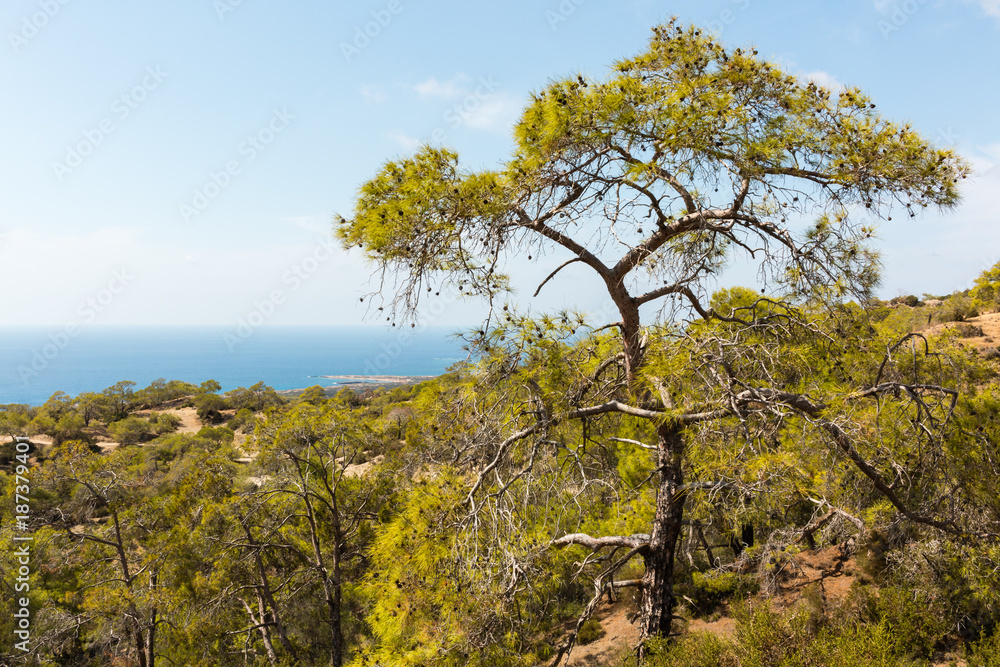 Fototapeta premium Pine tree growing in coastal landscape in Cyprus.