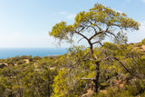 Pine tree growing in coastal landscape in Cyprus.