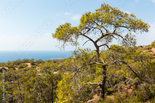 Pine tree growing in coastal landscape in Cyprus.