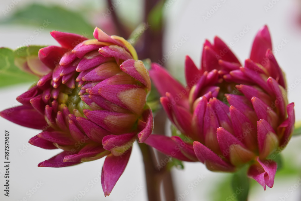Obraz premium Dahlia Buds Duo