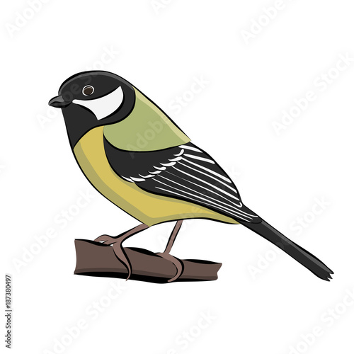 Hand drawn bird great tit, vector