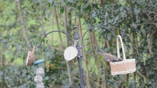 Common starling, Sturnus vulgaris,enjoying swinging in a basket of mealworms at a garden feeder
