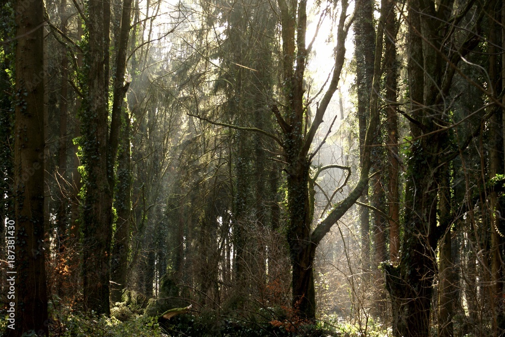 Fototapeta premium Wald