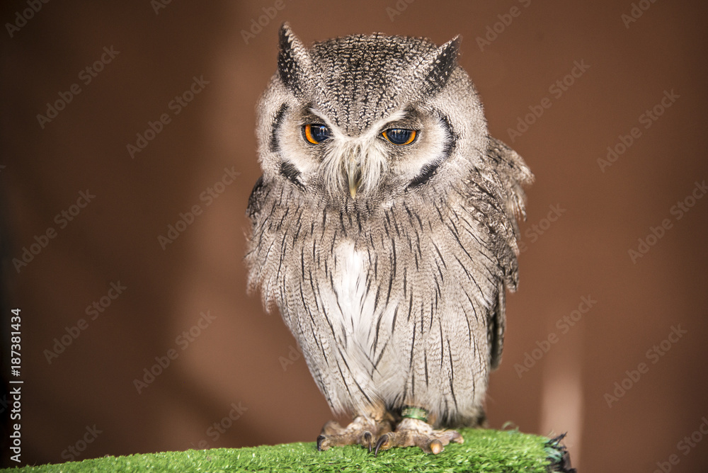 Naklejka premium Small Owl waiting for display of falconry