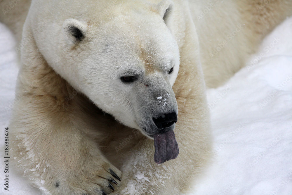 Obraz premium ours polaire