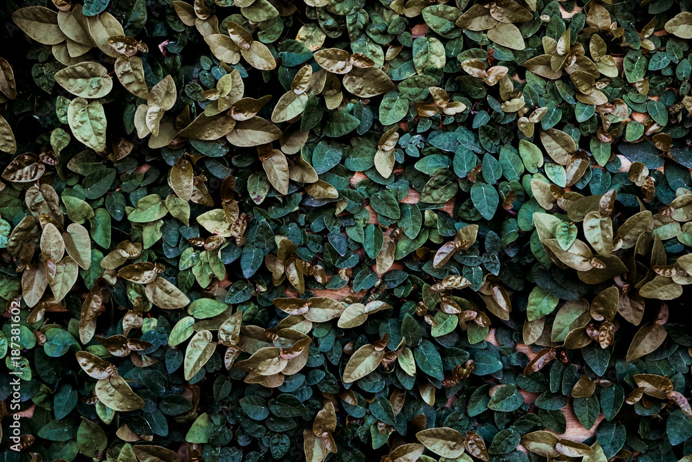 Wall of foliage Wall of foliage