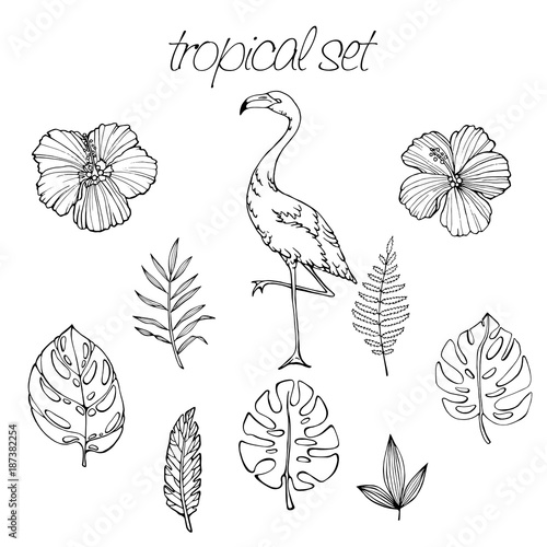 Vector Tropical set of tropical elements. Palm leaves, tropical plants, flowers, leaves, birds, flamingo, sketck in hand draw style. photo