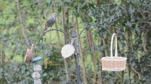 suspicious solitary starling, sturnus vulgaris, at a well stocked garden bird feeder