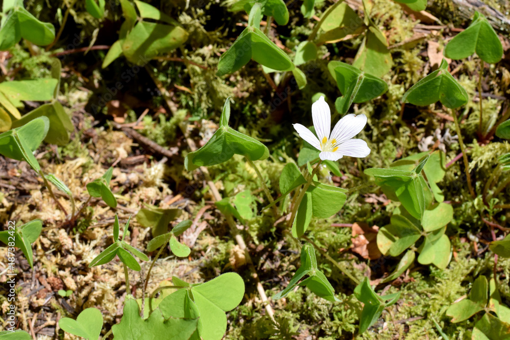 White Flower White Flower