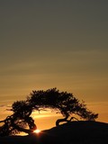 Silhouette of an old pine tree