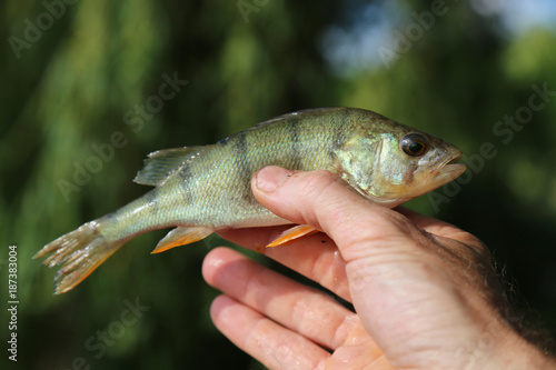 man hand hold perch fish