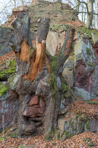 sehr alter in den Fels eingewachsener Baum auf dem Rochlitzer Berg in Sachsen photo