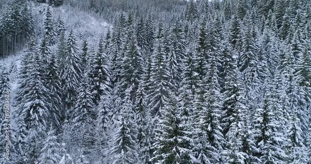 aerial flight with drone over coniferous forest in winter in austria in salzburg