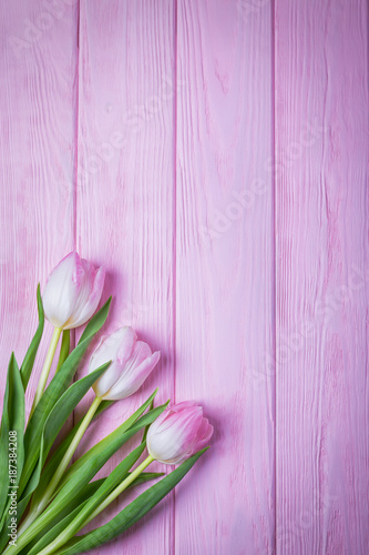 Beautiful pink tulips on a pink background. Top view  free space