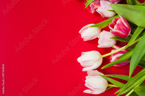Wallpaper Mural  Vale tulips on a red background Torontodigital.ca