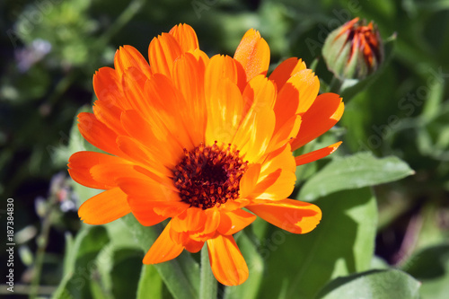 Calendula Sunlight Bud