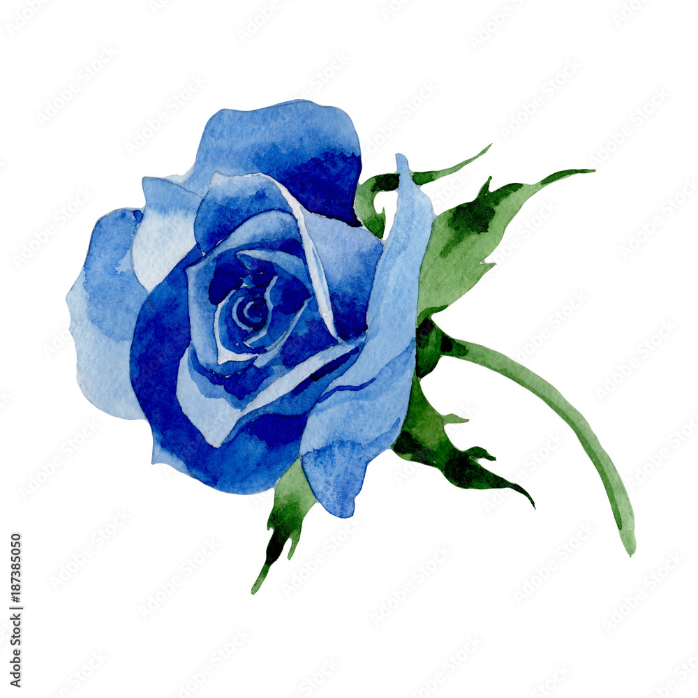 Wildflower blue rose flower in a watercolor style isolated. Full name of  the plant: rose, hulthemia, rosa. Aquarelle wild flower for background,  texture, wrapper pattern, frame or border. Stock Illustration | Adobe