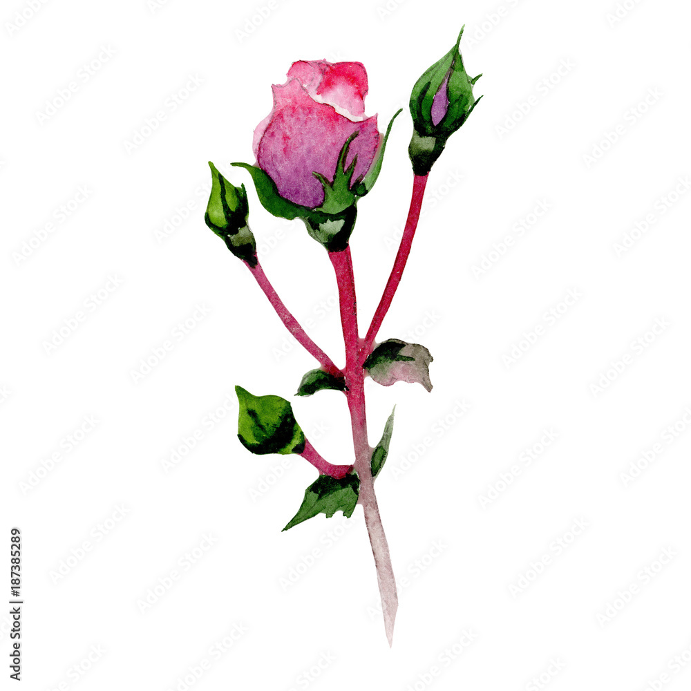 Fototapeta premium Wildflower hybrid rose flower in a watercolor style isolated. Full name of the plant: hybrid rose, hulthemia, rosa. Aquarelle wild flower for background, texture, wrapper pattern, frame or border.