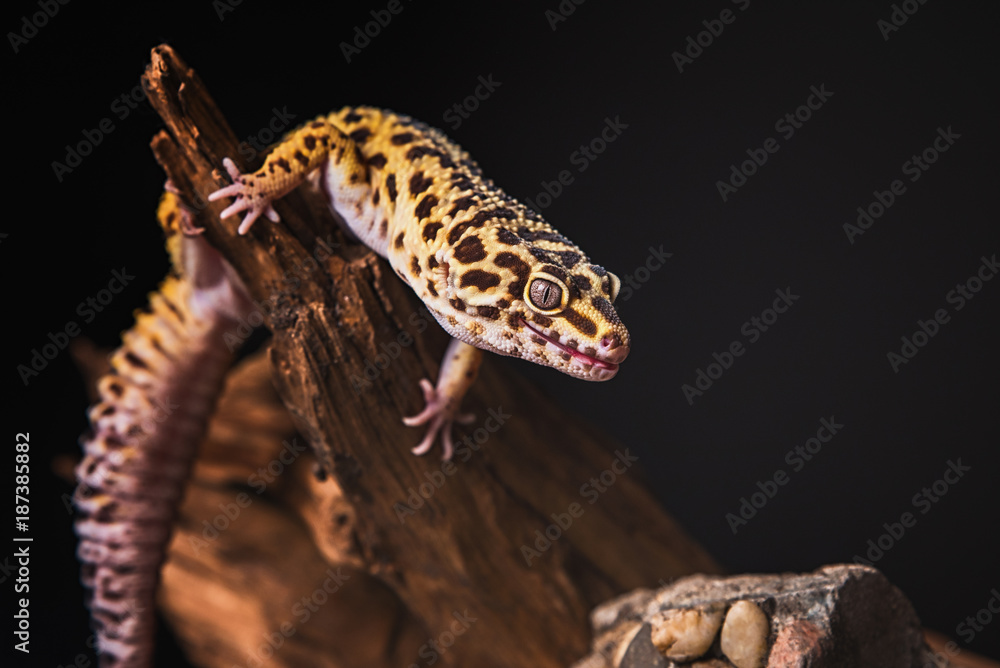 Obraz premium Gekon tygrysi