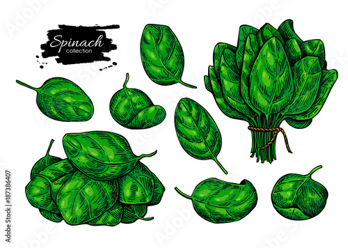 Spinach leaves hand drawn vector set. Vegetable illustration.