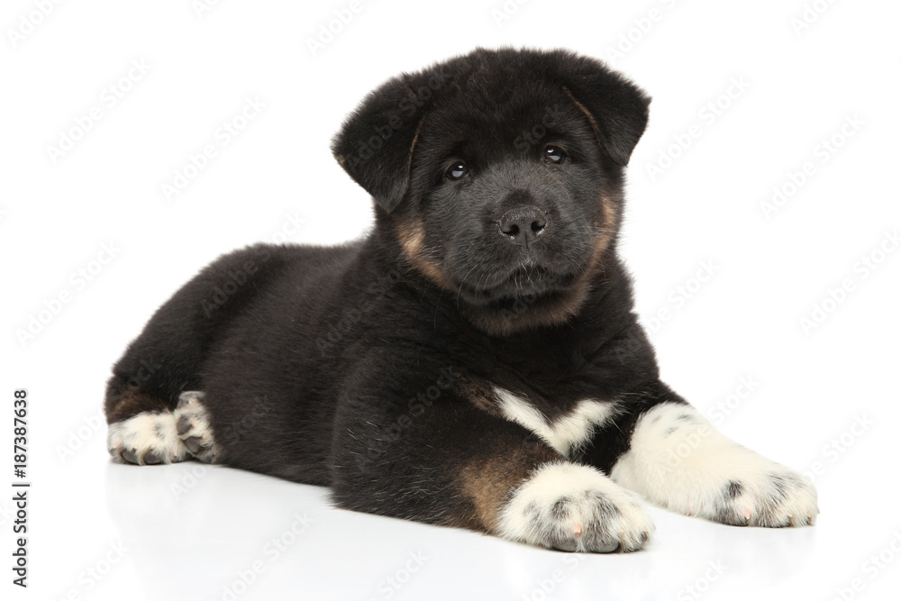 American Akita dog puppy on white background American Akita dog puppy on white background