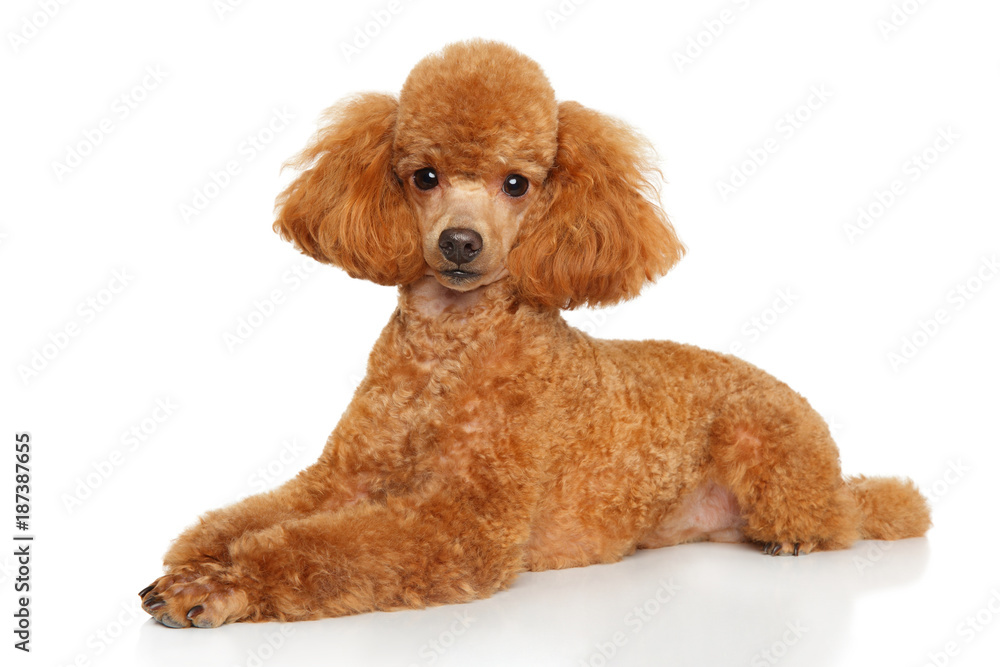 Toy poodle puppy lying on white