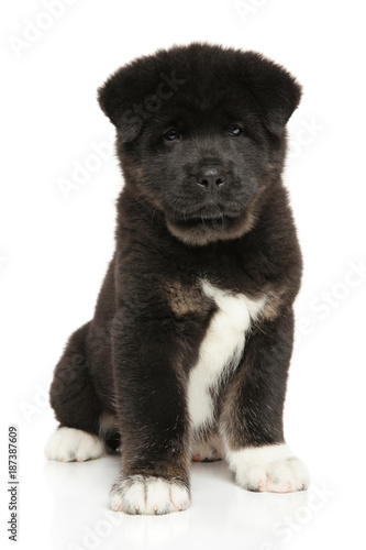 American Akita dog puppy sits on white background