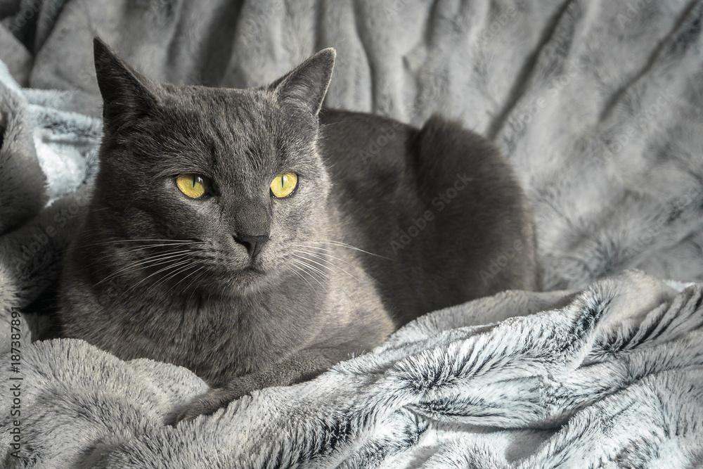 un chat gris aux yeux jaunes couché sur une couverture gris clair, noir et  blanc Stock Photo | Adobe Stock