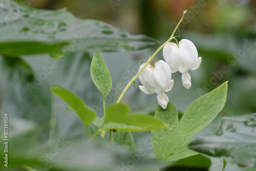 Wallpaper Mural White Bleeding Heartr Duo Torontodigital.ca