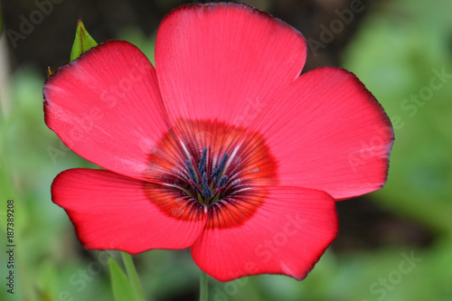 Purple Anthers 01