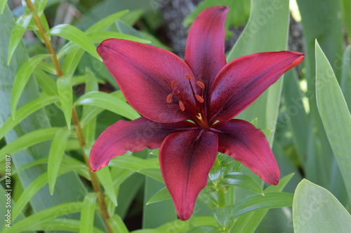 Maroon Lily 01