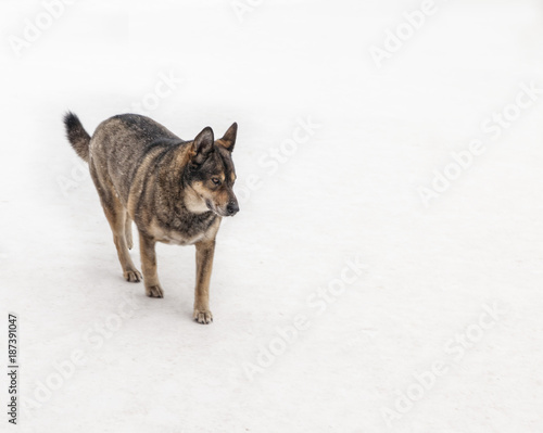dog on an isolated background © Lyubov Furs