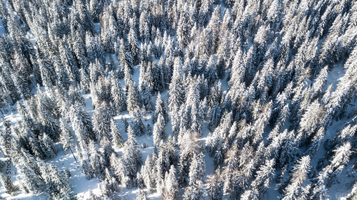 Trees covered in snow from above. Aerial picture in Cortina D'am