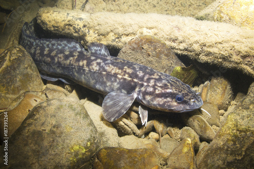 Fototapet Burbot (Lota lota)