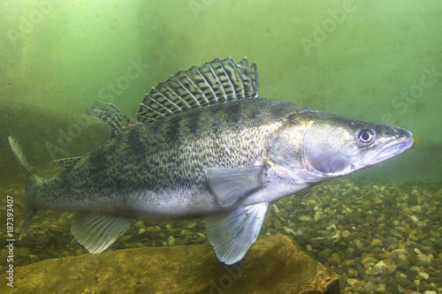 Freshwater fish pike perch (Sander lucioperca) in the beautiful clean pound. Underwater shot in the lake. Wild life animal. Pike perch in the nature habitat with nice background. Live in the lake. photo