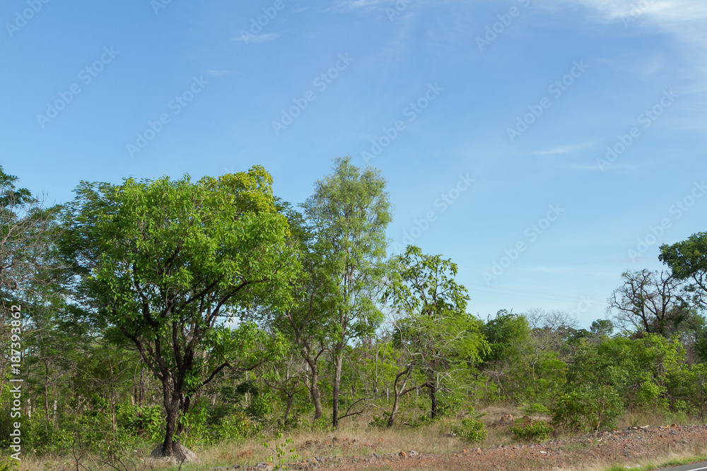 Cerrado in Piaui, Brazil